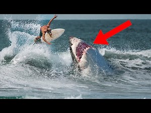 10 Craziest Shark Attacks!