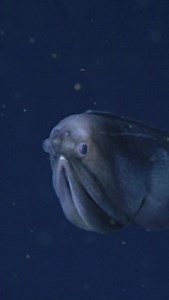 Throwback to one of our earliest encounters with a deep-sea gulper eel 💙🎥 We were so enamored by the whiptail gulper eel (Saccopharynx lavenbergi) that this quintessential deep-sea dweller is featured in our logo. One of the first times we were lucky enough to observe one was this 1993 sighting at 880 meters (2,887 feet) deep in Monterey Canyon. In nearly four decades of deep-sea diving, we’ve only seen this species 18 times. MBARI researchers were exploring the midwater—the vast expanse of op