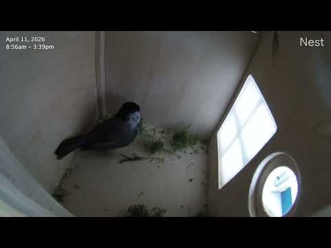 Chickadee Nest Building Begins | Day 1 Birdhouse Cam
