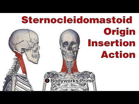 Sternocleidomastoid Anatomy: Origin, Insertion & Action