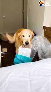 When this golden's parents say "Starbucks," she makes a beeline to her favorite store where everyone knows her order 💛 | The Dodo