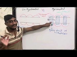 Myelinated and unmyelinated | #neet | #neuralcontrolandcoordination