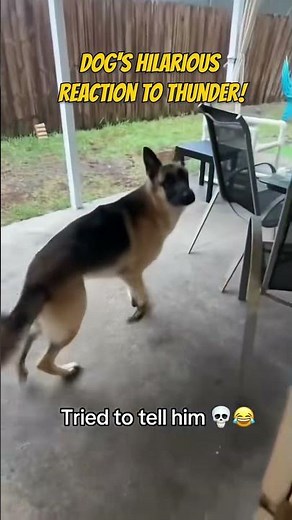 Dog's Thunder Freak-Out Caught on Camera! #dogreactions #funny #trending #shorts