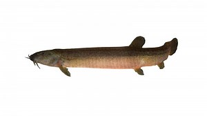 japanese common loach fish animation