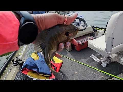 Catch, clean and cooked butterfled perch