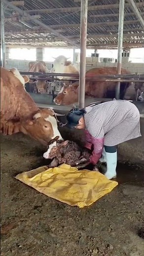 How to Care for a Newborn Calf #Shorts
