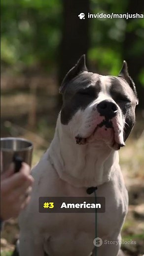 These 5 Dog Bites Are INSANE PSI Ranking