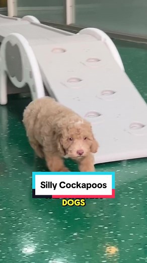 Cockapoos are by far the silliest dogs & we don’t think its even close. #cockapoo #cockapoopuppy #citipups #nycpuppies #puppiesofnyc