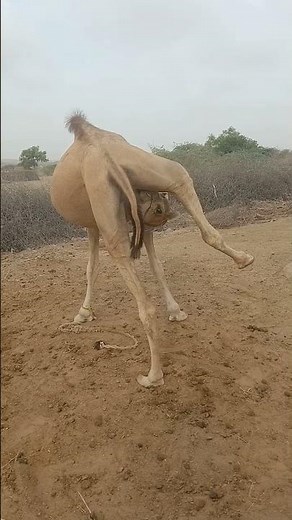 🐫 Courageous Camel | Real Village Life in Pakistan🐪🇵🇰