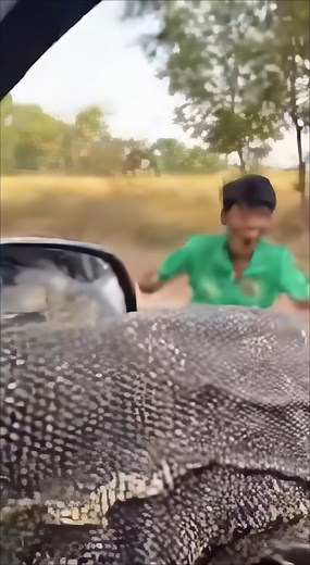 Monitor Lizard Jumps Through Car Window — Chaos Erupts Inside 🚗🦎😱 #wildlife #unexpected #animalchaos #roadtrip #omg Generated using Kling AI . . . (For entertainment purposes only. When presenting any activity-related recommendations, please consult professionals. No brand affiliation is implied if shown. If inspired by real events, creative adaptations may be included. Content may include publicly available footage.) | Fortuna TV
