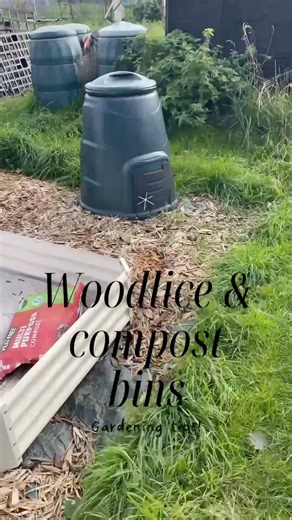 Woodlice are taking over my compost bin! 🐜