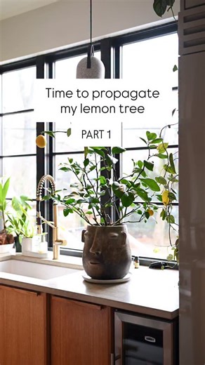 I know keeping a citrus tree happy in the winter can be difficult. I know. And with a branch of my Meyer lemon tree losing so many leaves over the past few years, I thought it would be best to propagate it, and have it come its own little tree. Here’s part 1 of the process. See you and a couple months for the final results! 🍋🌿 #lemon #plants #plantcare | Hilton Carter