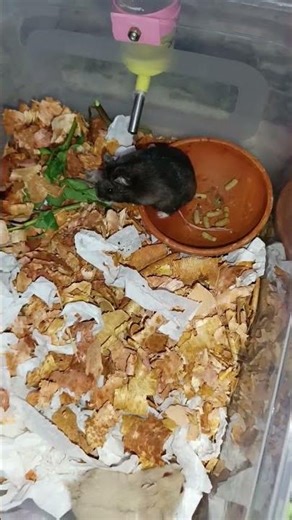 hamster fighting video 🐹🐹