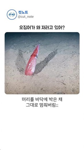 심해 550m에서 오징어가 갑자기 바닥으로 돌진한 이유 ㄷㄷ