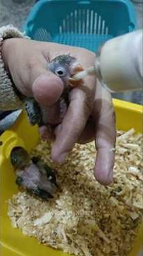 Feeding Time 🍼🐥🐣 #vibrantbirds #cutepets