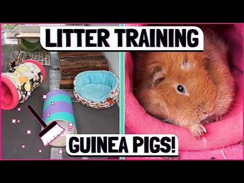How to Litter Train a Guinea Pig: Keep Your Cage Cleaner For Longer!