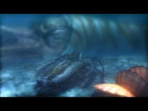 Prehistoric Nautiloid - Rayonnoceras Espeyense