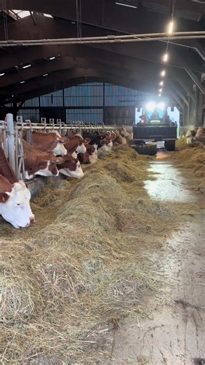 Efficient Dairy Farming with Lely Juno