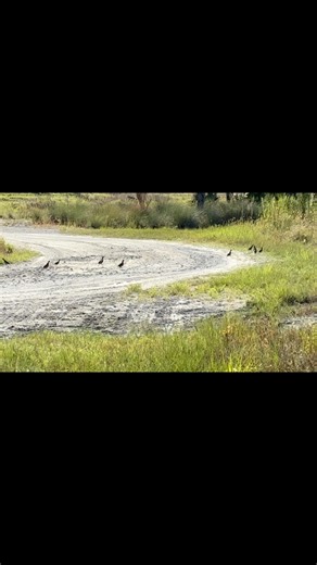 Corkscrew Swamp Sanctuary spans 13,000 acres and preserves a variety of habitat, including vital uplands. A covey of Northern Bobwhite Quail (Colinus virginianus) was recently spotted in an upland burn unit that sees prescribed fire every 2-3 years. This species has earned the nickname of the “firebird” because it thrives in fire-maintained habitats. 🎥: Audubon staff/Allyson Webb #audubonsociety #audubonfl #corkscrewswampsanctuary | Audubon's Corkscrew Swamp Sanctuary