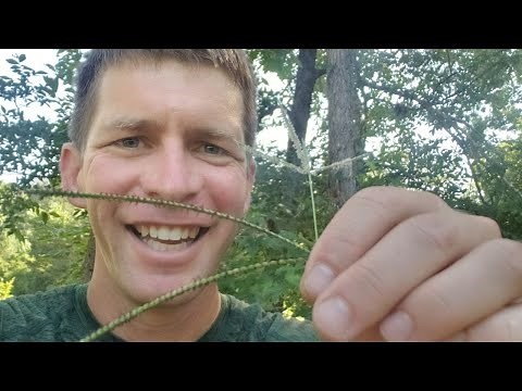 How To Remove One Grass from Another And Identify Grass Type and Weeds by Seedhead