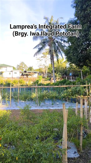 11K views · 164 reactions | Lamprea's Integrated Farm  Brgy. Iwa Ilaud Pototan  #farming #reelsfacebook #DiscoverPototanIloilo | Discover Pototan Iloilo | Facebook
