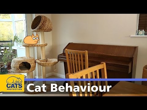 🐱 My cat keeps hiding | Cats Protection behaviour guides