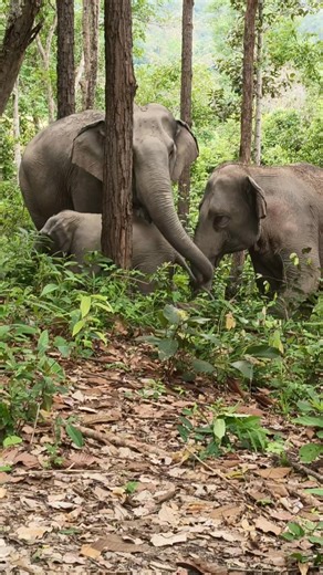 4.6K views · 145 reactions | "Natural elephant culture" Natural...