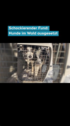 Mitten im tiefsten Winter im Wald ausgesetzt: In Laufen im Berchtesgadener Land entdeckt eine Spaziergängerin eine Hundemama mit ihren Welpen. Ausgehungert und verängstigt kommen sie ins Tierheim – wie geht es den Welpen jetzt? #hunde #laufen #berchtesgadenerland #oberbayern #tierheim