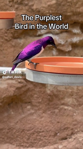 Amethyst Starling: The World's Purplest Bird