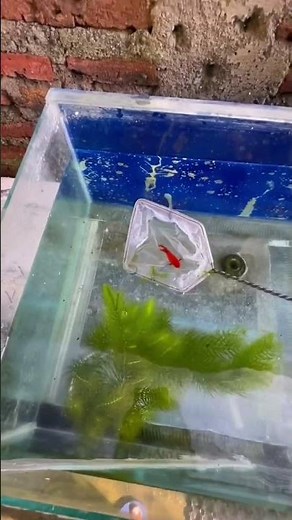 Tips for Successful Guppy Fish Cultivation #guppycultivation #guppyfish #guppy