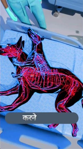 Dog Head Swap: How & What Happens