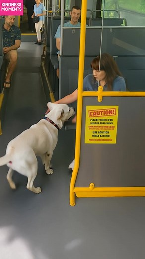 Stray dog finds a new home on the bus after driver shows KINDNESS and care. A bus driver protected a stray dog and chose kindness over rude passengers. #Kindness #Viral #Respect #fblifestyle #AI Generated using Kling AI . . . (For entertainment purposes only. Consult professionals if guidance on activities is presented. No brand affiliation is implied if any are shown. If inspired by true events, creative adaptations may be included. Content may include public footage.) | Fabiosa Animated