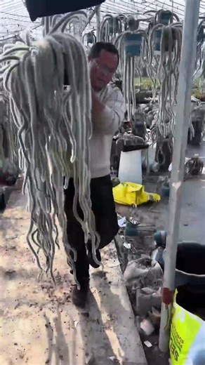 How to Repot Large Cactus Safely: Step-by-Step Guide