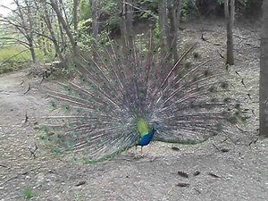 File:Male peacock tail display at Sofia Zoo 20130420 HQ.ogv - Wikimedia Commons