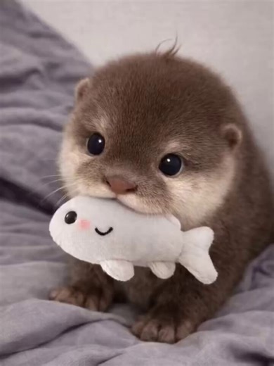 The otter carrying a fish in its mouth is adorable.