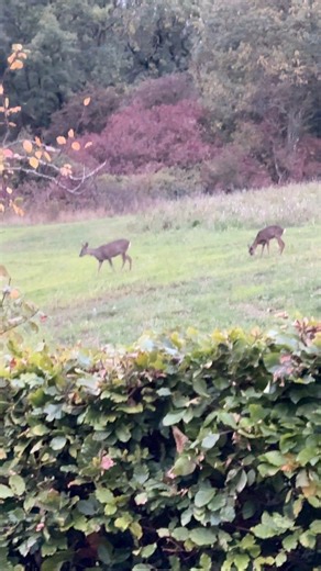 11K views · 271 reactions | OMG I’m getting closer to the deer  I even sang a bit of Fleetwood Mac for them. Not sure they were that keen  | Stephanie Aird’s LOLS | Facebook