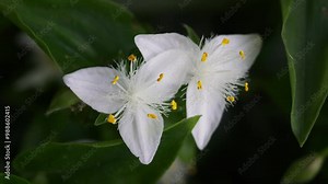Closeup of a Tradescantia fluminensis flowers moved by a gentle breeze.