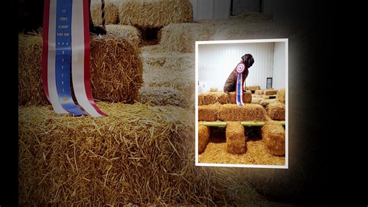 3.5K views · 42 reactions | One more day to get in your photos for the Barn Hunt Retrospective video that we do each year during the Annual Banquet! Those can be emailed to info@barnhunt.com. Rules are, no more than one photo of each dog (please do not send me 3 to choose from, I won't choose any). Must be in focus, high res preferred. If you post here they won't be included, email only please. Here's last year's video, I always love doing these. | Barn Hunt Association, LLC | Facebook