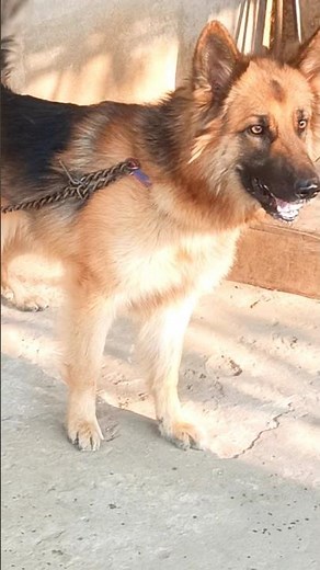 german shepherd dog barking sound loudly dog bark #germanshepherd #barking #dogvideos #shorts
