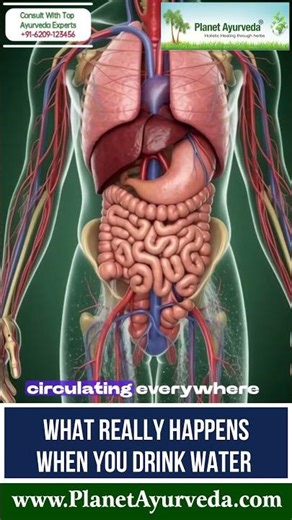 How Drinking Water Works in Your Body | Absorption, Hydration & Cell Function Simple Explanation!