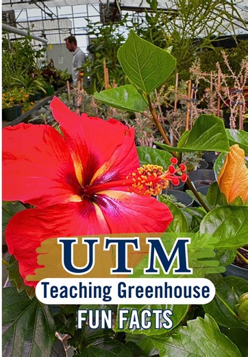 Exploring the UTM Biology Teaching Greenhouse with Tim