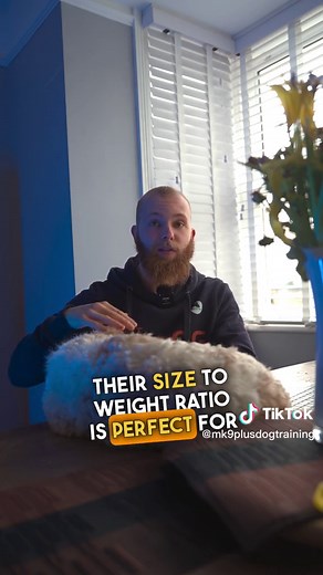 Understanding Cockapoos' Hyperactivity: Tips for Mental Health