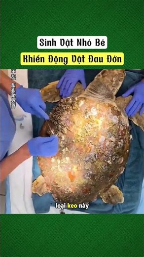 Tiny creatures cause pain to animals