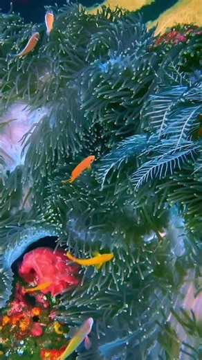 4K Beautiful Underwater Scene • Tropical Fish Swimming Gracefully • Calming Sleep Music 🌊🐠✨🐟🌙