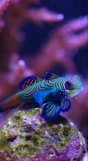 Mandarin Goby Close-Up 🐠 | One of the Most Beautiful Fish on Eart