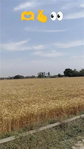 aab kuch dono me gehu ki atae ho chale hojaye gi use pahle ka view 🪟🫰🌸