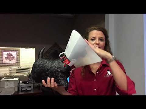 Caring for your pet after their spay/neuter surgery