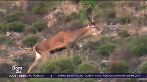 Linha da Frente. Regresso dos veados à Serra da Lousã dinamiza turismo da natureza