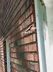 Did you know that female Ruby-throated Hummingbirds (Archilochus colubris) collect spider silk? It’s true! Hummingbirds, kinglets, gnatcatchers, and some other small birds use spider silk to help build their nest. The sticky and stretchy nature of the silk help hold the nest together and anchor it on top of a tree branch. Ruby-throated Hummingbirds often construct their nest from dandelion seeds, moss, and lichens and place it high up in a hardwood tree. If you needed an excuse to put off spring