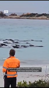 1.2M views · 8K reactions | Why do whales beach themselves? Scientist say the stranding of 97 pilot whales near Albany may give an insight  MORE: ab.co/3OugjEQ | ABC Great Southern | Facebook